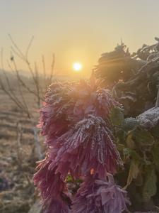 花开易落的新书 花开易落